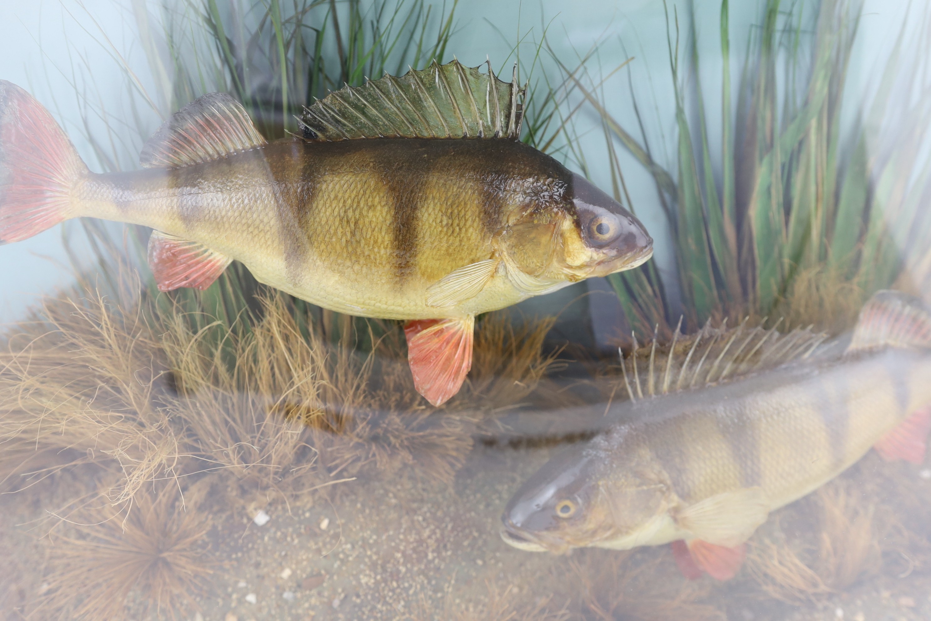 A John Cooper & Sons taxidermic display of two perch, caught by S.F. Maybrick, Warminster, July 14th 1934, width 70cm, height 39cm, depth 20cm